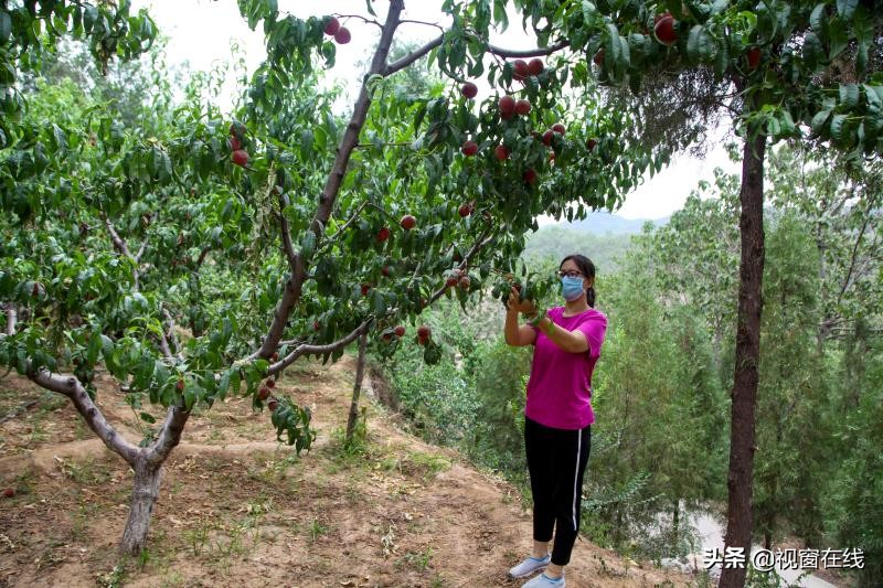 山西平定：富利农业合作社的乡村旅游致富经