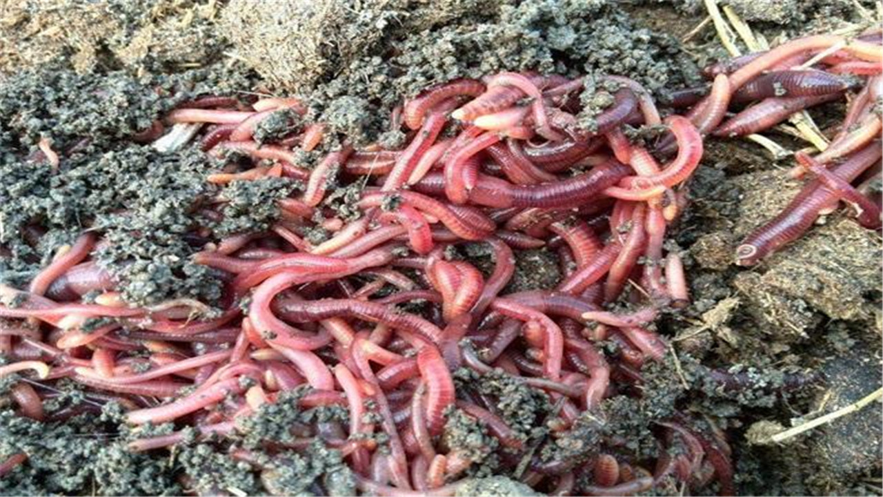 蚯蚓的常见种类有哪些呢,蚯蚓的种类及主要特征