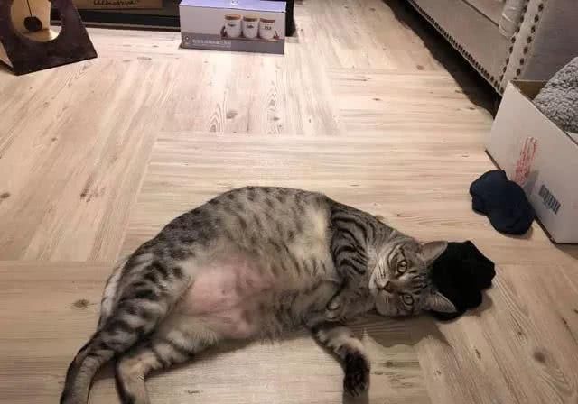 最适合家养的猫排名橘猫,最胖的品种猫排名