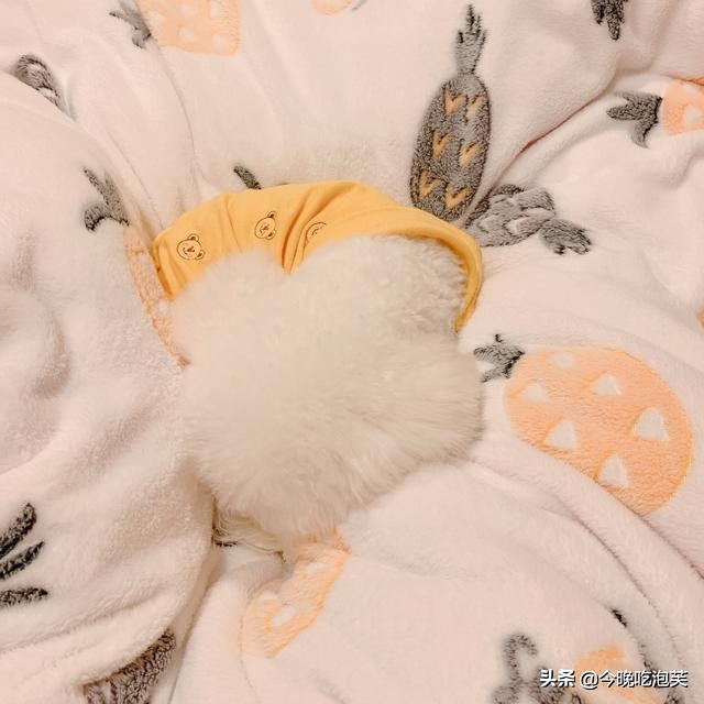 如何挑选好的比熊狗,怎么挑选一只宠物级比熊犬