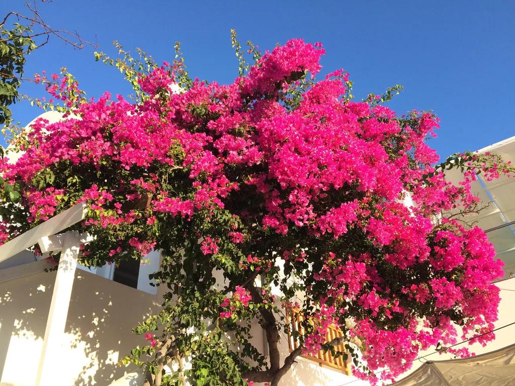 一根枝条插土里怎么生根,下山老桩扦插生根最快方法