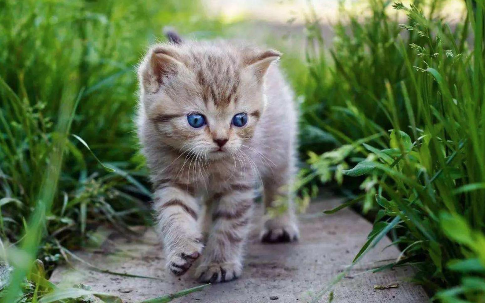 猫咪便秘可怕吗,猫咪便秘科学养猫