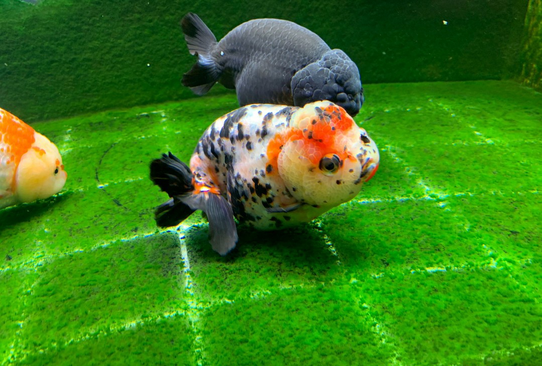 新手养鱼怎么入手？350元，开启养鱼之旅，新手小白开缸记