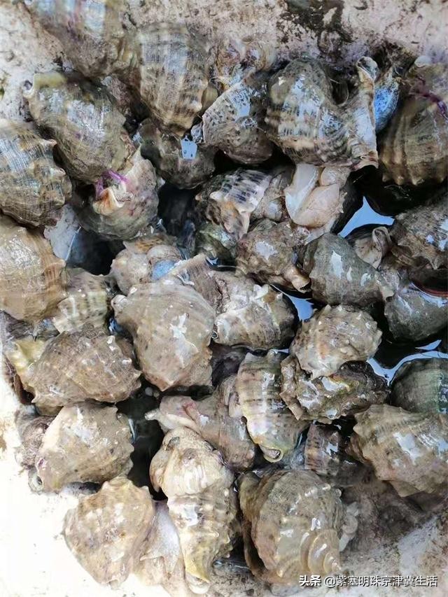 韩姐在乐亭农家最新视频,唐山乐亭韩姐农家院电话