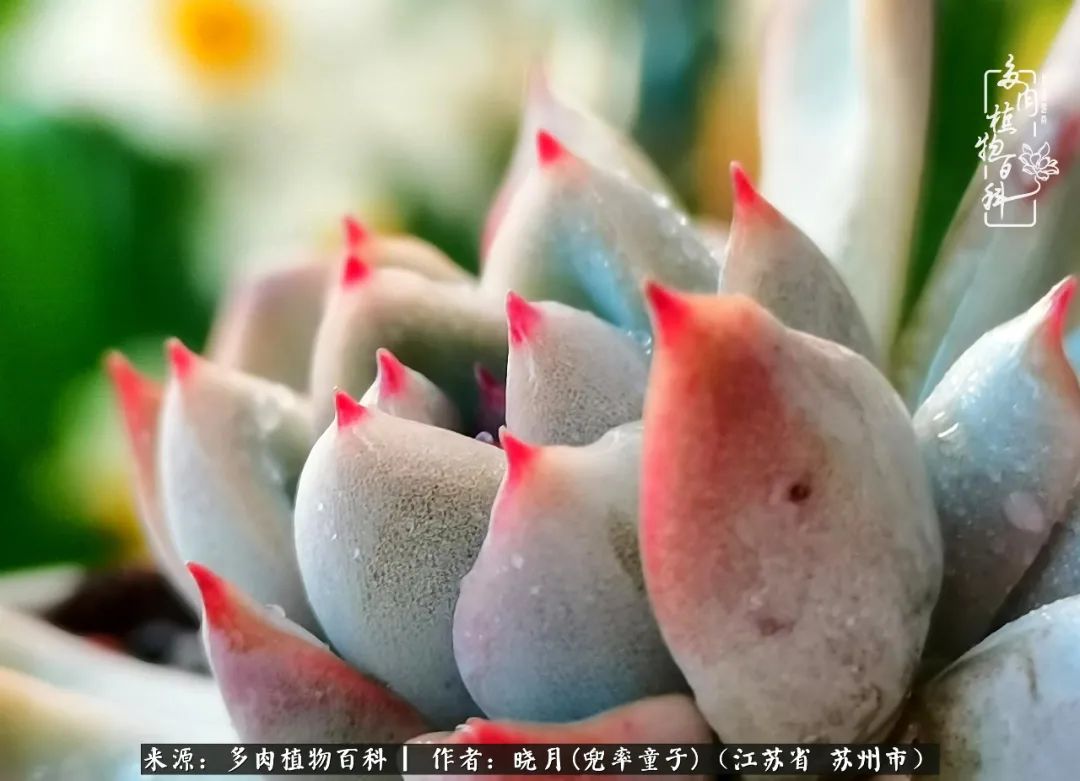 六年时间环游22个国家，却被多肉小萌物征服