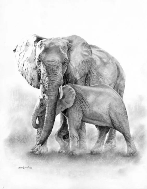 分享一套精美动物素描，值得收藏学习