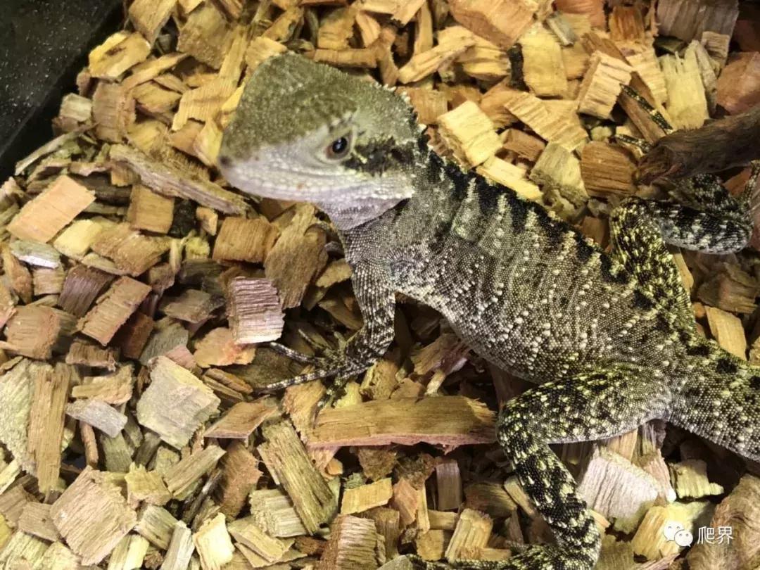 伦敦的爬宠店,隐藏在小区深处的店铺