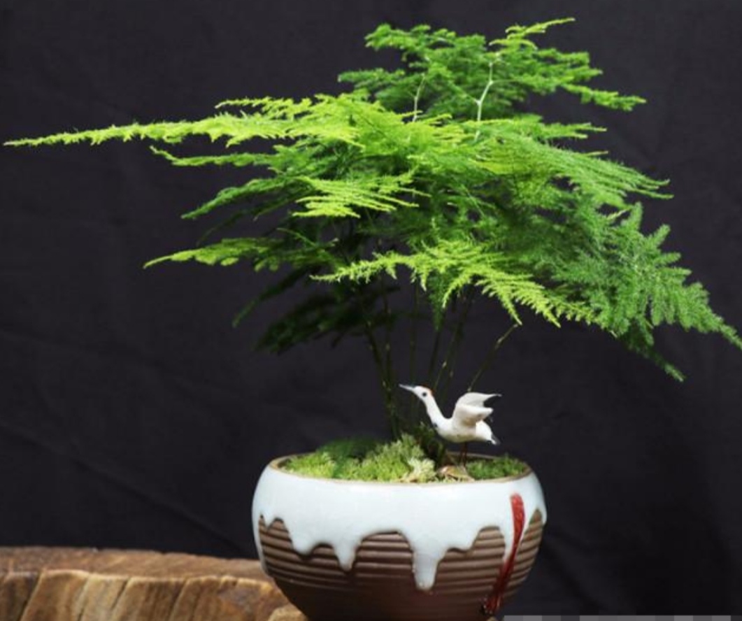 怎样能使文竹翠绿,文竹低矮