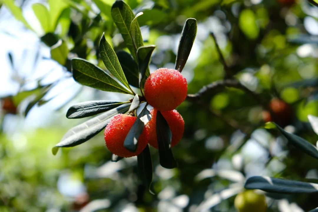 四季苏州|初夏“梅”好相遇,来西山度过酸酸甜甜的一天
