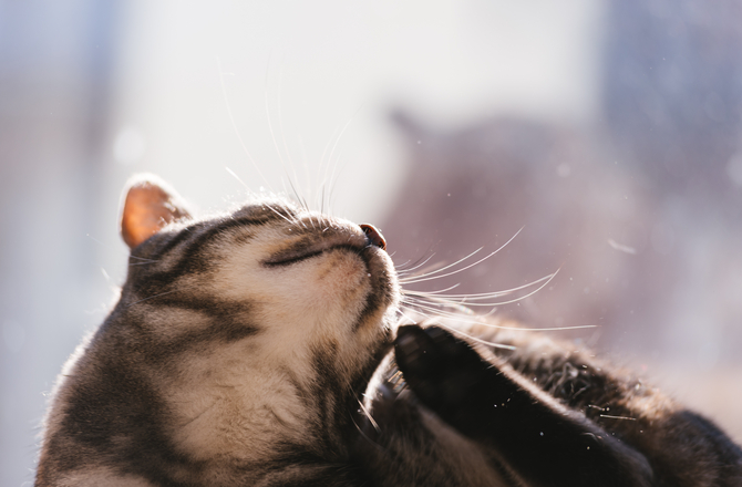 对猫毛过敏？其实并不是！猫过敏的解决方法