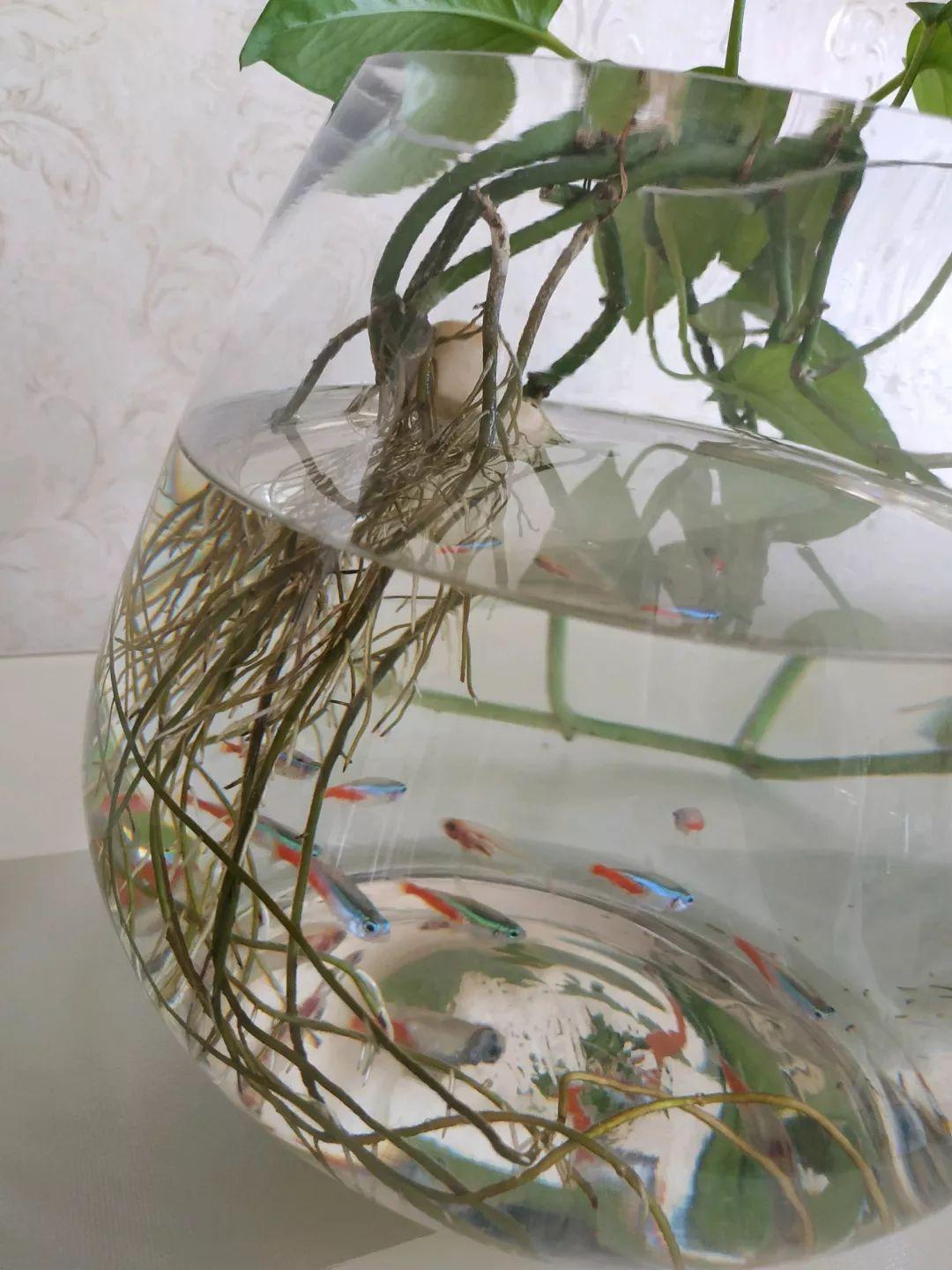 绿萝直接放到鱼缸里面可以活吗,绿萝全放鱼缸里能活么