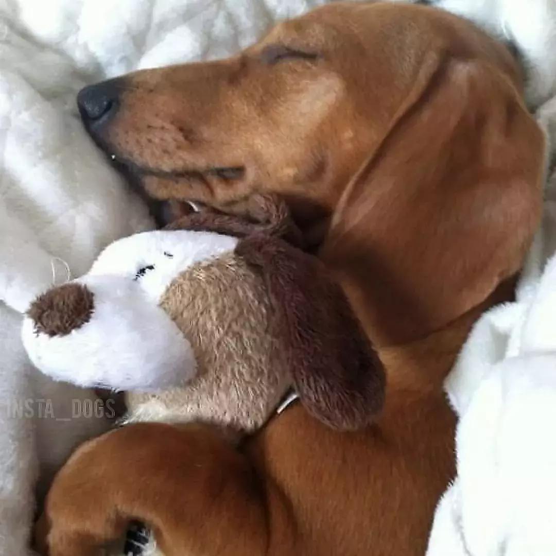 狗狗适合什么玩具及如何和它玩耍,养宠物狗给它准备什么