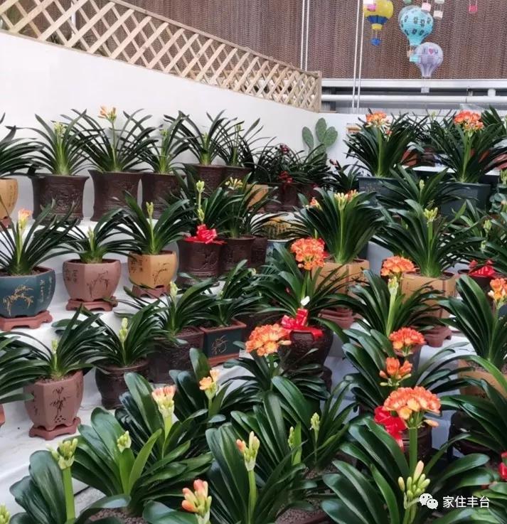 小编整理！丰台四大花市逛买攻略！春节就要这喜庆劲儿