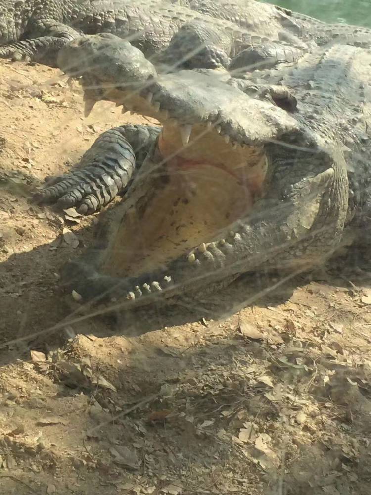 市场看好：鳄鱼肉烘干机出品高品质鳄鱼肉干