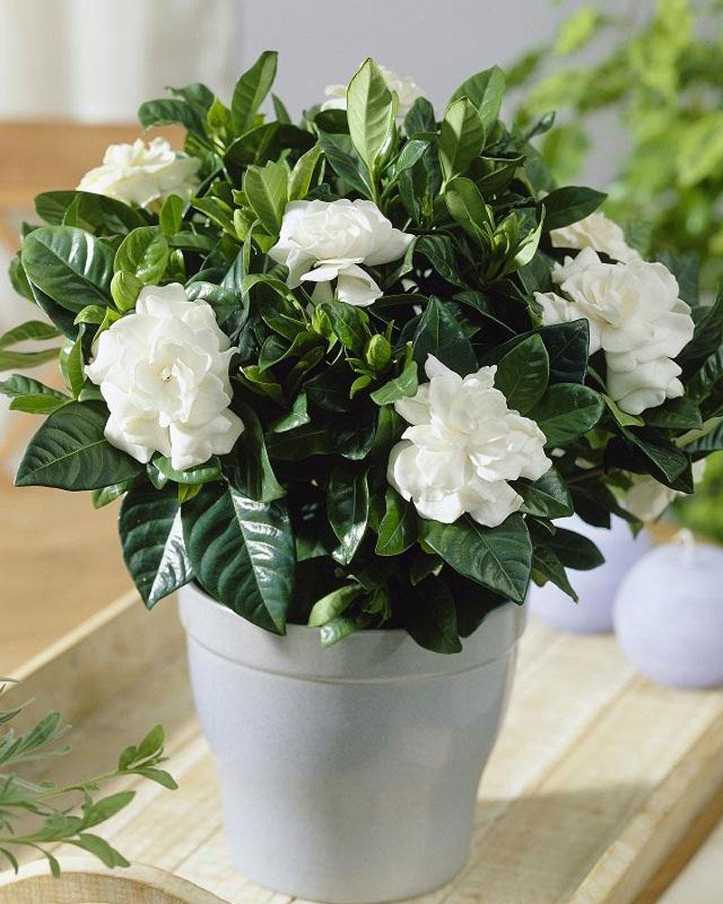 花卉养护用肥料,草坪养护常用什么肥料