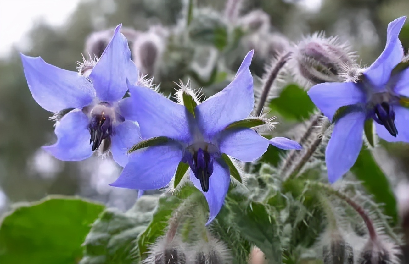 观花草本植物推荐,最具观赏性的观叶植物