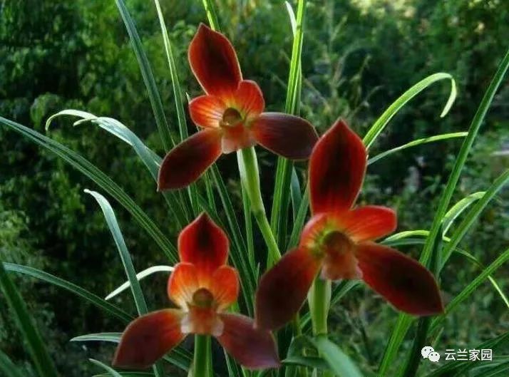 这5款红色的多肉好看好养到爆,五种最香的兰花品种