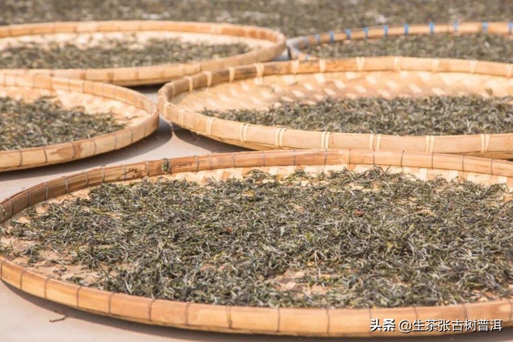 普洱茶知识科普从入门到高手,普洱茶入门知识这篇最全最靠谱