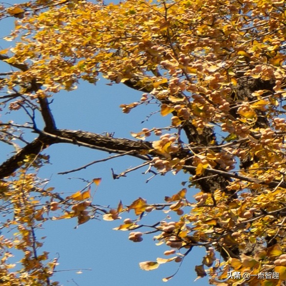 松下16-35f4,松下16-35f4和20-60镜头对比