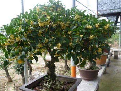 桂花盆栽在北方怎么养护和管理,桂花移入盆栽浇水的正确方法