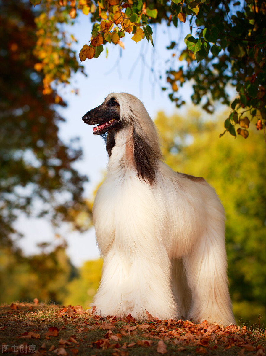 东方美犬,东方美狗狗