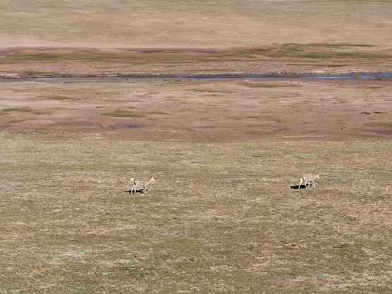 鬼哥的五万里D39青海曲麻莱县五道梁镇-沱沱河保护站