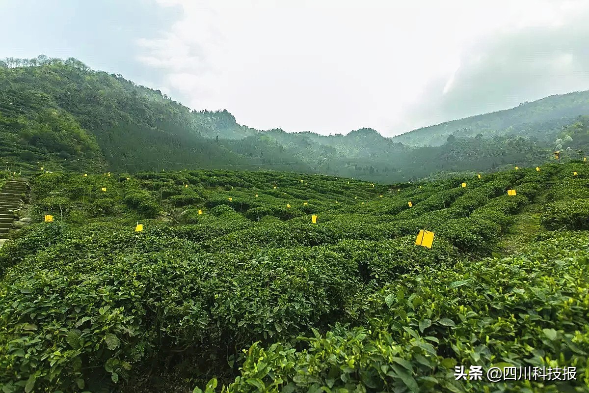 鲁润：让世界喝上天府有机茶