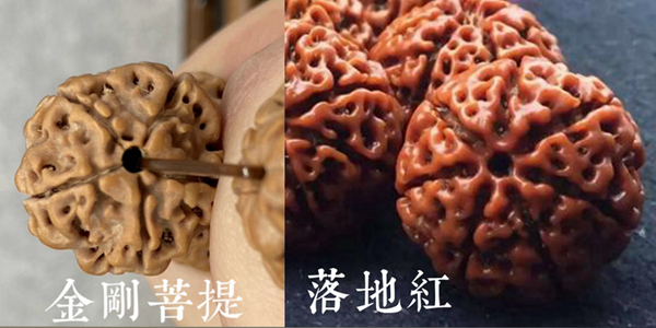 金刚菩提真假鉴别最简单方法,尼泊尔金刚菩提真假辨别