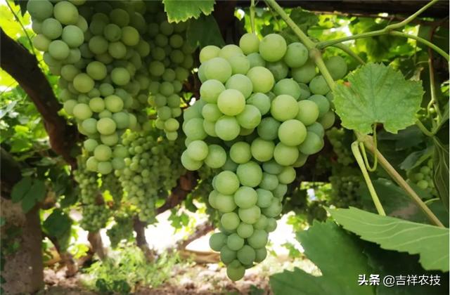 大青葡萄栽培方面的知识要点，你都会吗？来学学种植管理