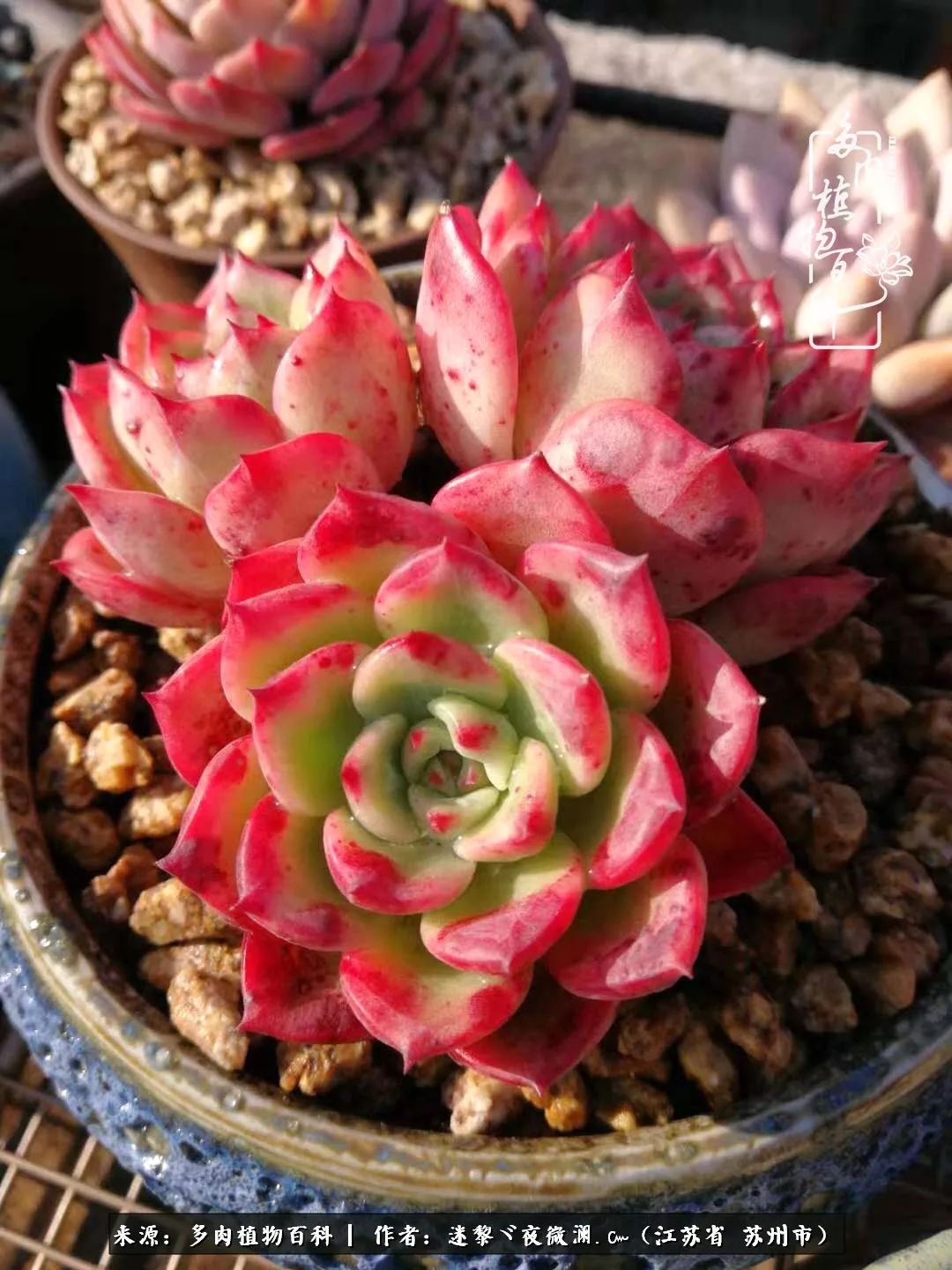 围观多肉版武林大会，一起穿越吧,下