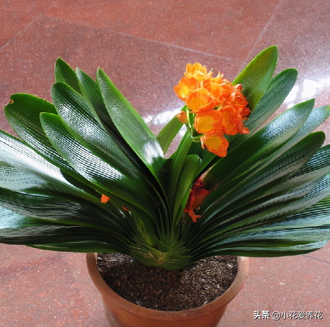 君子兰烂根用河沙栽盆几天浇水好,给君子兰浇水浇到叶心怎么办