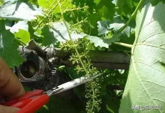 如何防治葡萄落果严重,可怕葡萄生长全过程