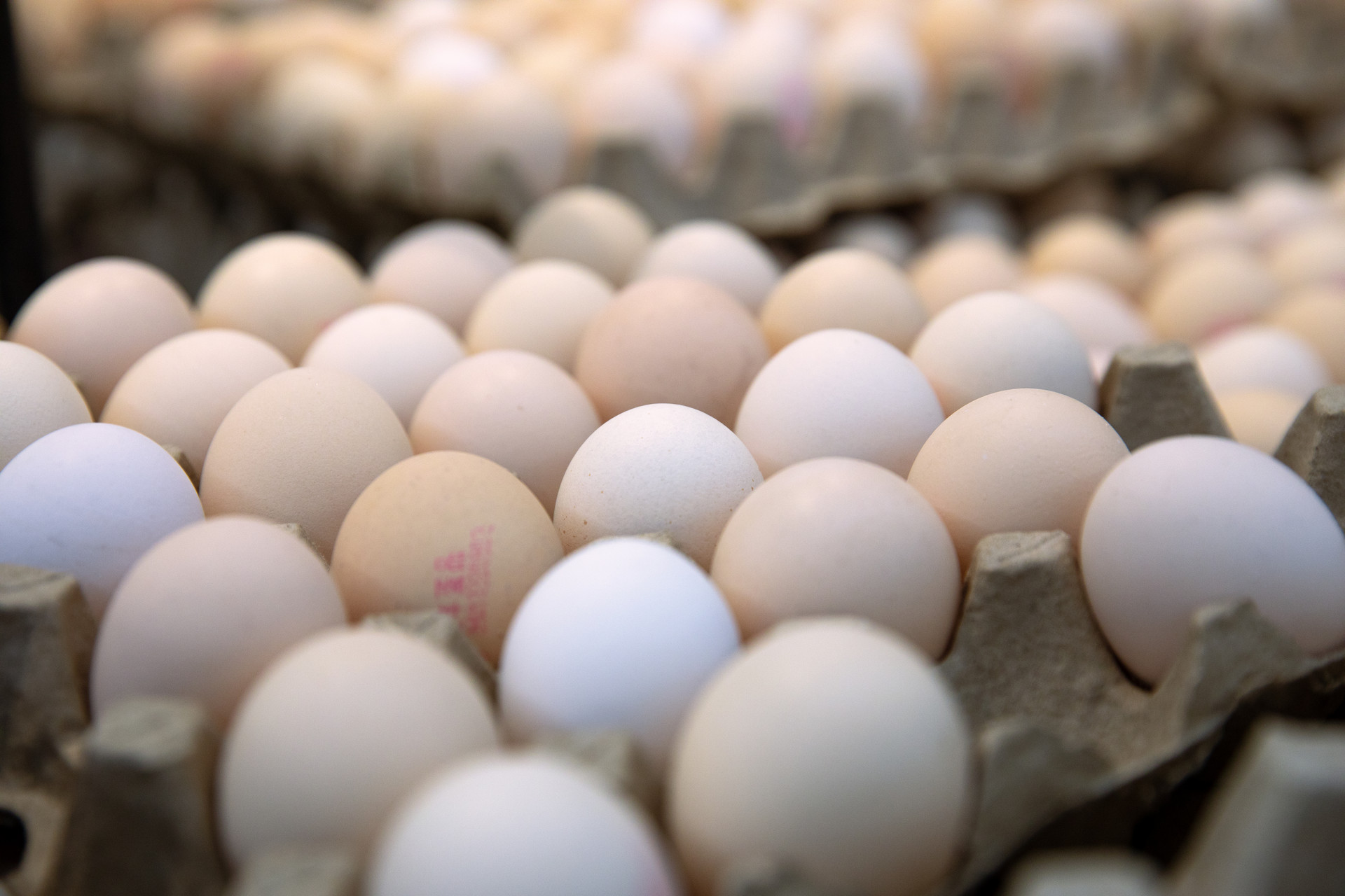 它被称为“水中参”，不长个的宝宝常吃点，180不是梦