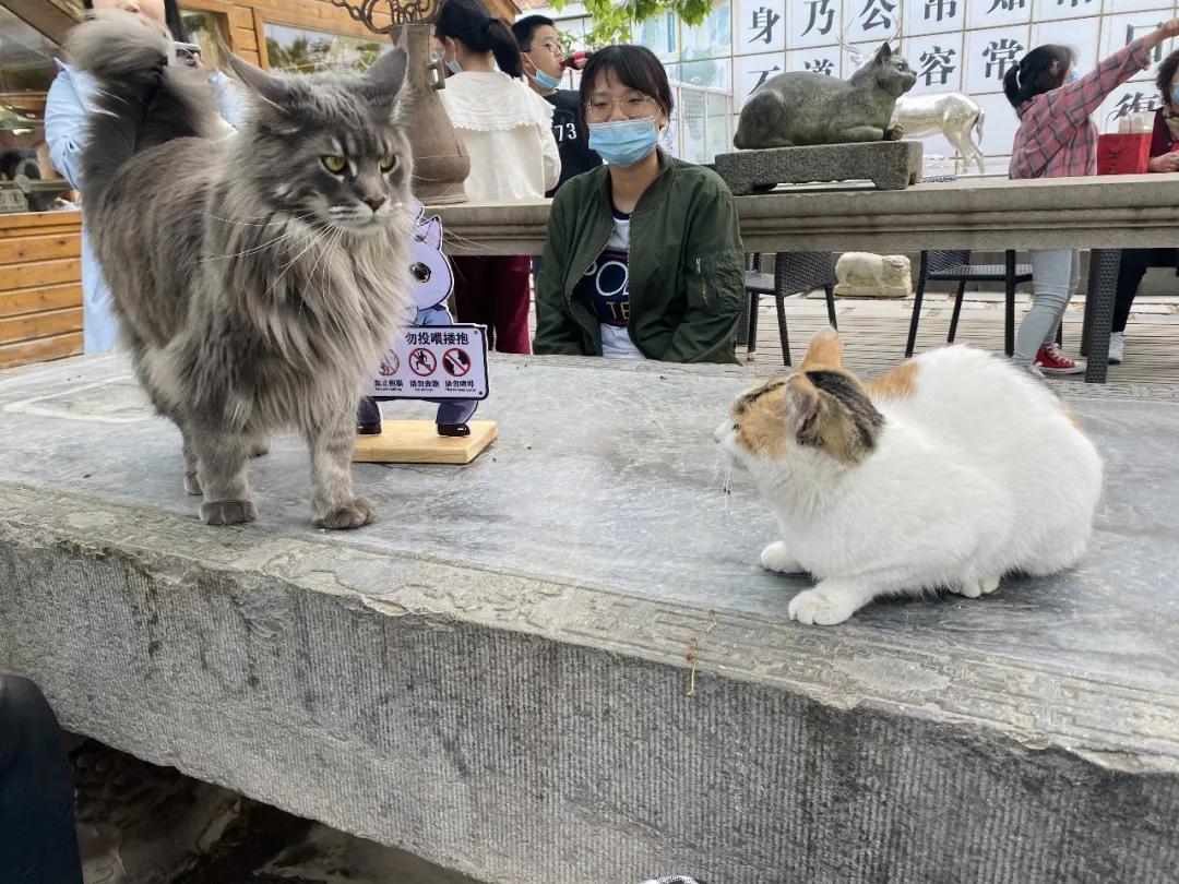 团宠猫咪的性格,小猫有多抗打