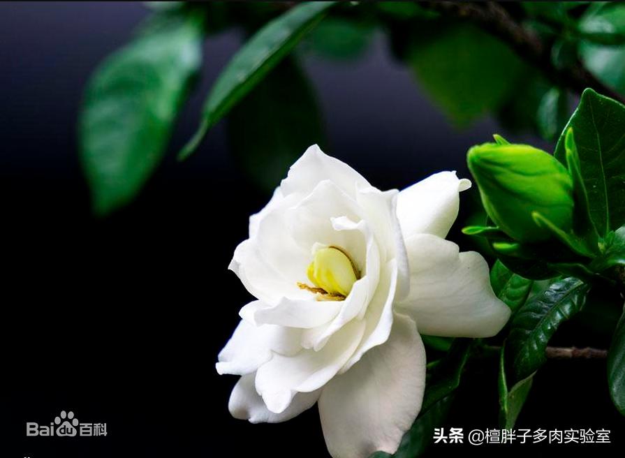 栀子花叶片发黑花苞脱落怎么办,栀子花叶片突然枯萎