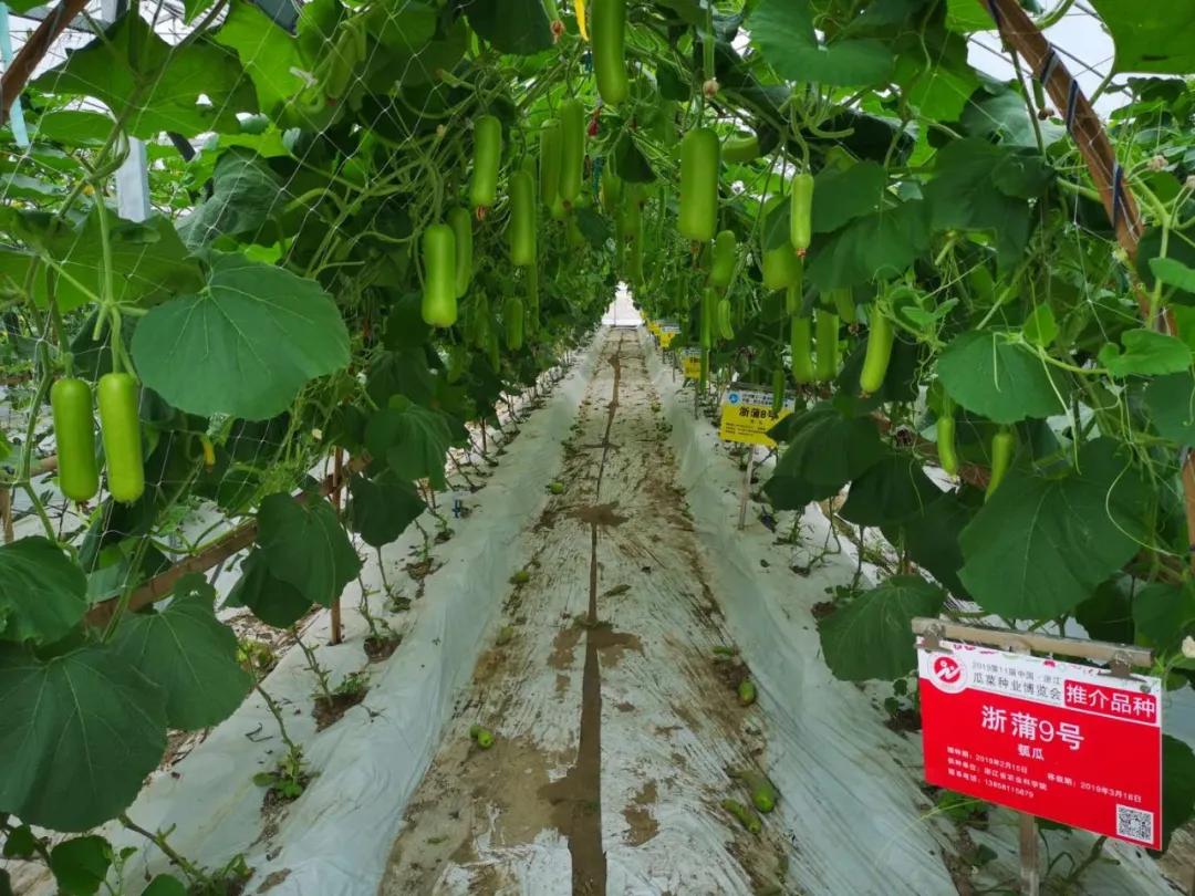 麒麟瓜种植成本与利润,瓠瓜种植收益