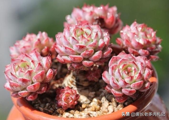 多肉姬莲系列哪个品种最好看,姬莲系的多肉有哪些品种