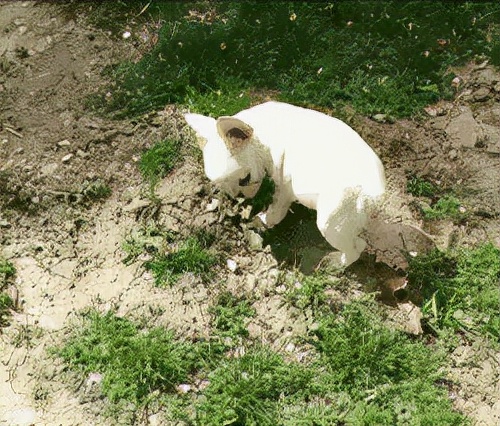 吃牛皮纸算异食癖吗,异食癖吃粉笔的危害