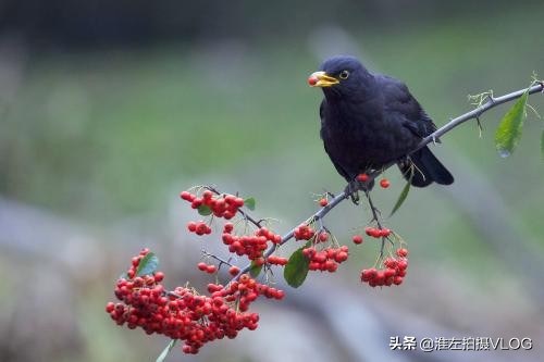 在野外发现一个无比美丽的鸟窝,故地来重游