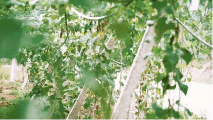 正宗博洋蜜瓜产地,黄洋蜜瓜和博洋蜜瓜区别