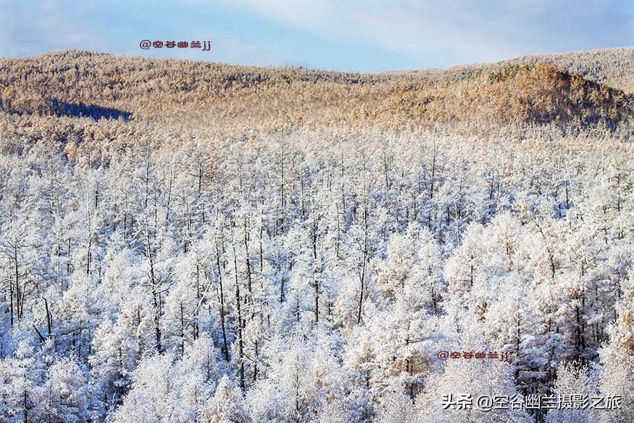 在莫尔道嘎，我遇见了最美的秋雪
