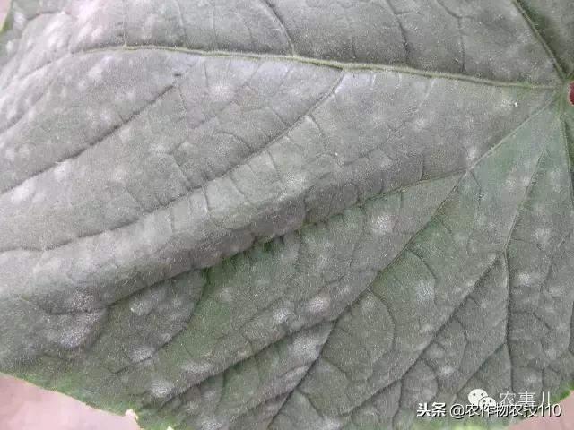 种茄子的六个步骤简短文字,种茄子的基本知识