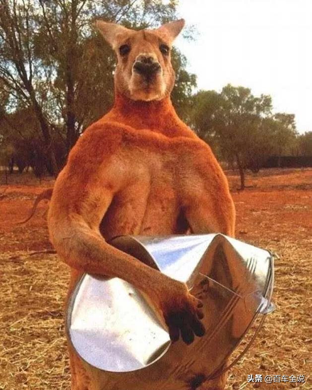 「澳洲系列」你吃过袋鼠吗？我撞过