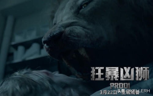 当你遇到一头狮子,城市里闯入了一头狮子