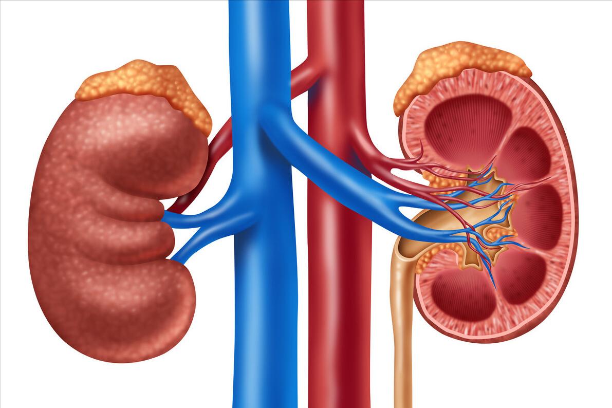 肾透支会出现什么症状,肾透支会有哪些症状