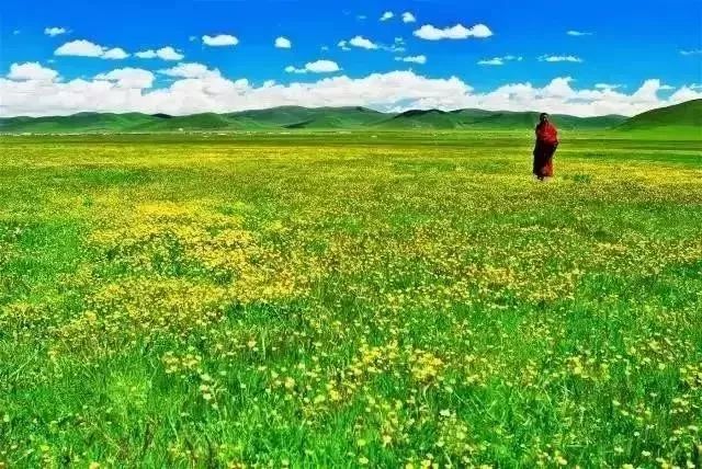 川西若尔盖草原，7月迎来颜值巅峰，温度不到20℃！避暑走起