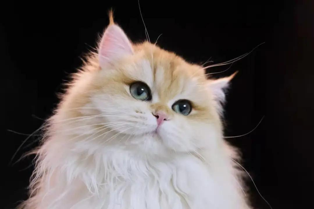 多少度猫咪会感到冷,多少度猫咪才会感到寒冷