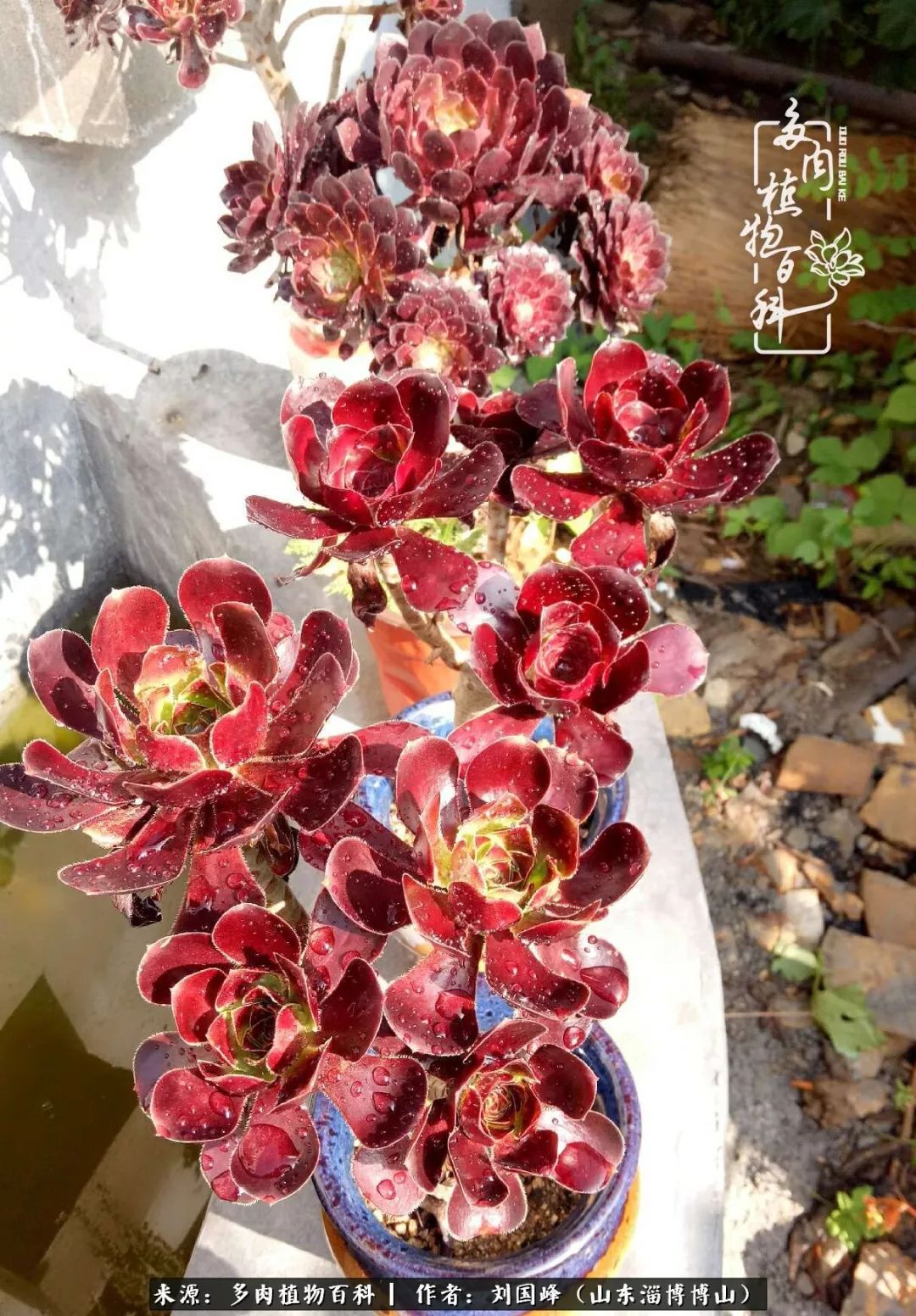 多肉安全度夏技巧,多肉如何度夏教学