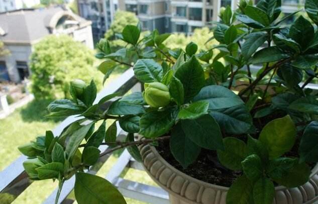 栀子花黄叶的原因及处理方法图片,栀子花几种黄叶现象