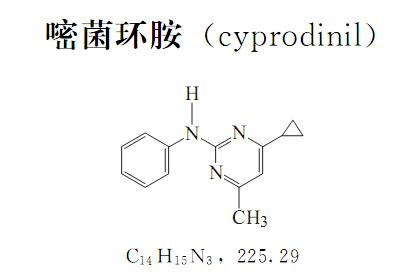 辣椒灰霉病的防治方法,嘧菌环胺能治西红柿灰霉病吗